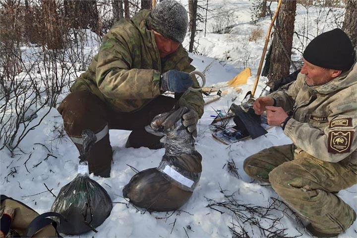 В заповеднике Позарым сняли рекордное количество браконьерских петель