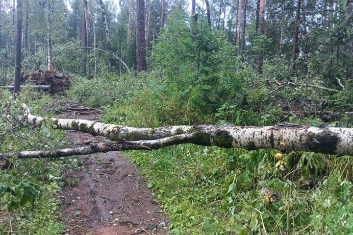 Из-за риска обрушения деревьев туристам запретили посещать Красноярские Столбы