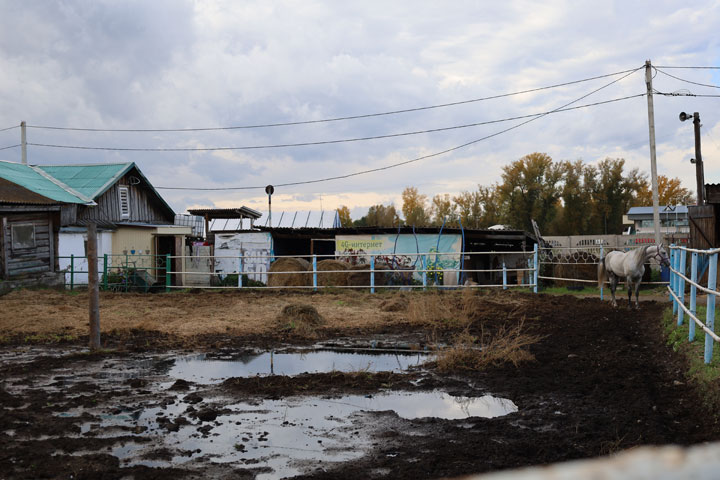 Так кто же малюет картинку ипподрома, где все заросло и на веревках?