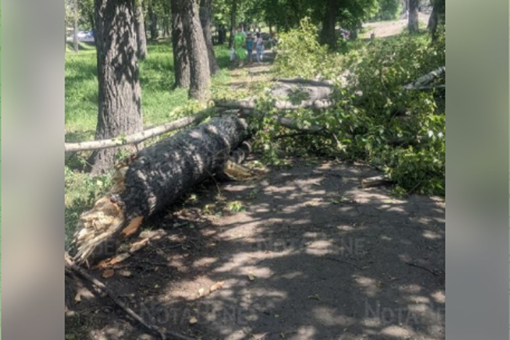 В Абакане тополь упал на тротуар 