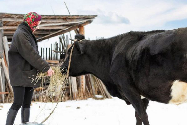 Сколько жители Хакасии получили на содержание личного подворья