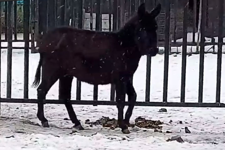 Абаканский зоопарк просит помощи у жителей Хакасии