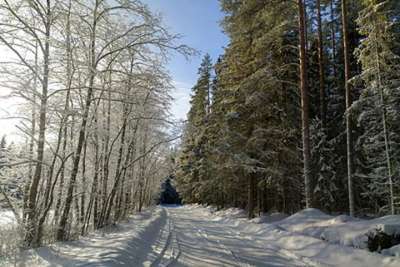 Черные лесорубы