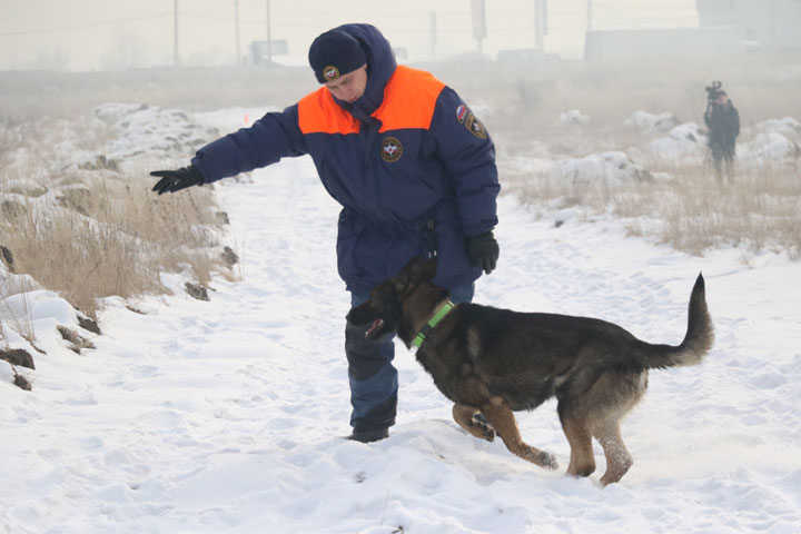 В Хакасии четвероногие сотрудники МЧС сдавали экзамены 