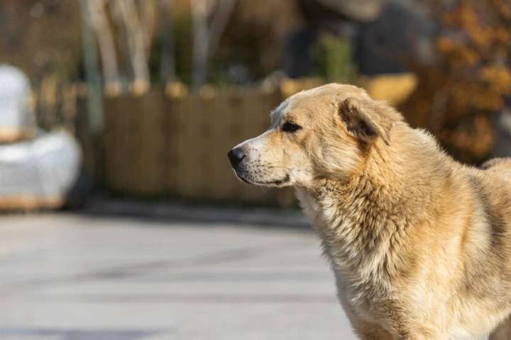 Рядом с Хакасией зафиксировали вспышку бешенства