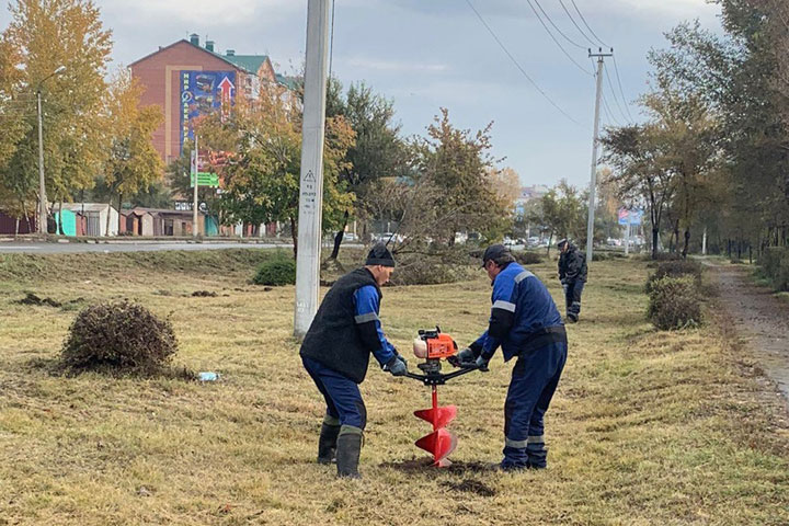 В Абакане садят амурскую сирень, акацию и черные тополя