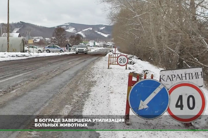 «Это беда» - в Бограде изъяли и утилизировали более 3 тысяч животных