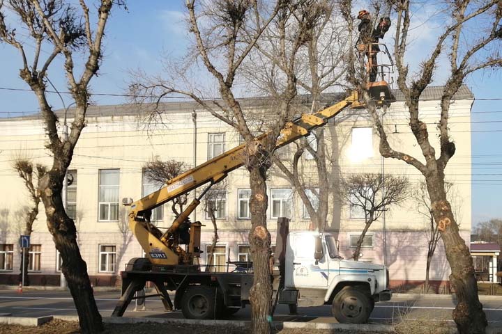 Водителям приготовиться. В центре Абакана начинается обрезка деревьев