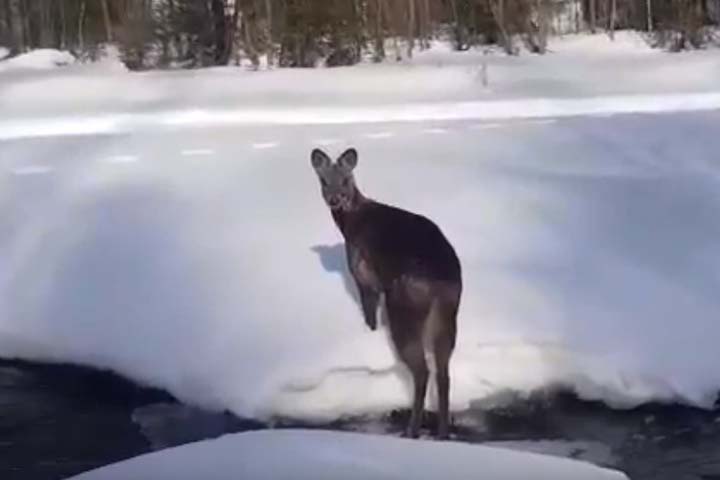 Редкое видео с кабаргой сняли в заказнике Хакасии