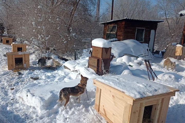 В Саяногорске некому готовить кашу в приюте