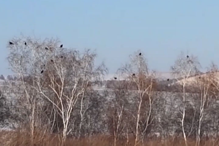 Десятки бесстрашных тетеревов засняли жители Минусинска