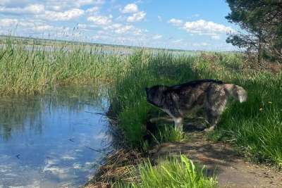 Боградский район