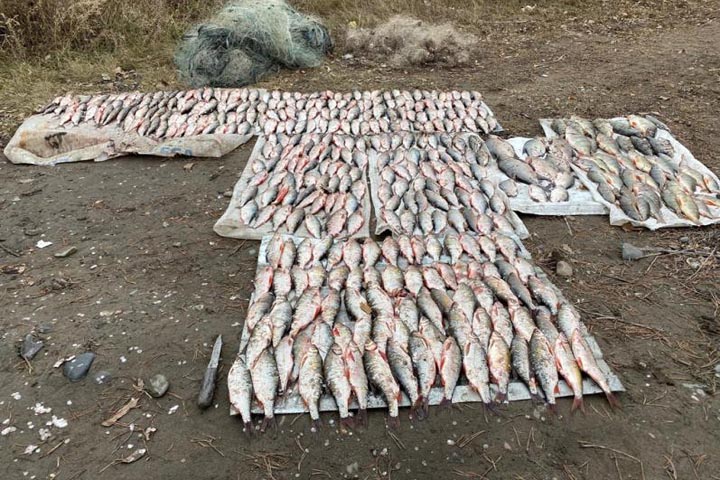 Пойманных на Красноярском водохранилище браконьеров будут судить