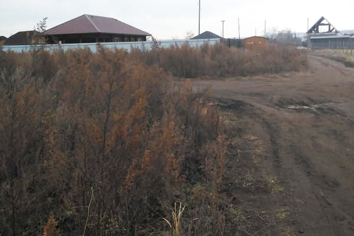 Ужас - в Усть-Абаканском районе заросли бурьяна под два метра