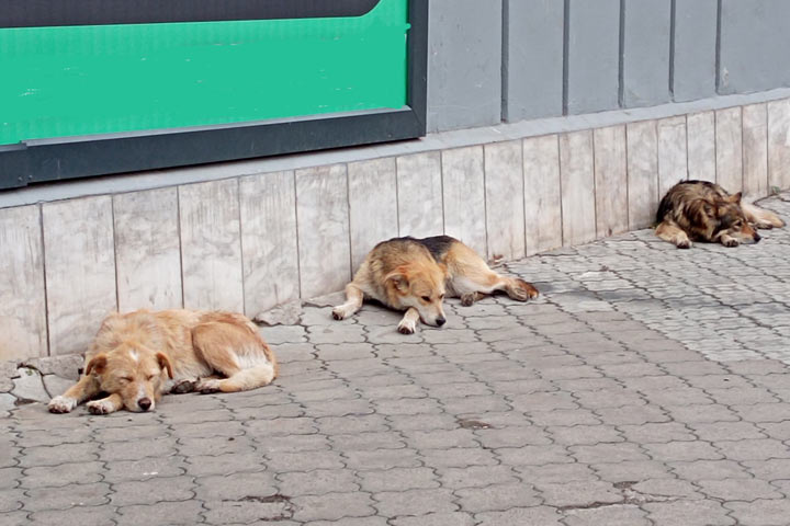 Из-за бешеной собаки в Кызыле объявлен карантин