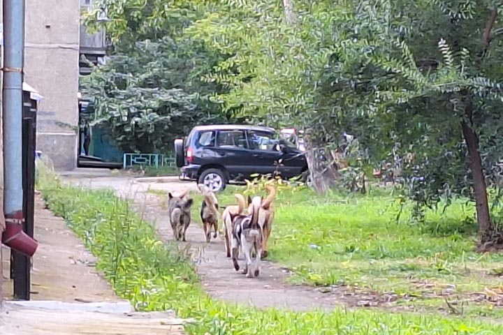 Бродячие псы в Хакасии отступили. Надолго ли?