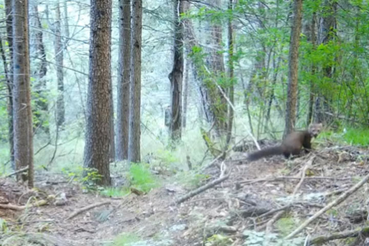 Неуловимая красавица бегает рядом с Хакасией 