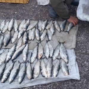 Житель Боградского района попался на Красноярском водохранилище с плотвой, пелядью и окунями