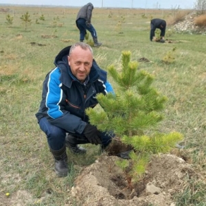 Почти две сотни маленьких сосен появились вблизи разреза Майрыхский в Хакасии